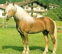 Balearic Horse